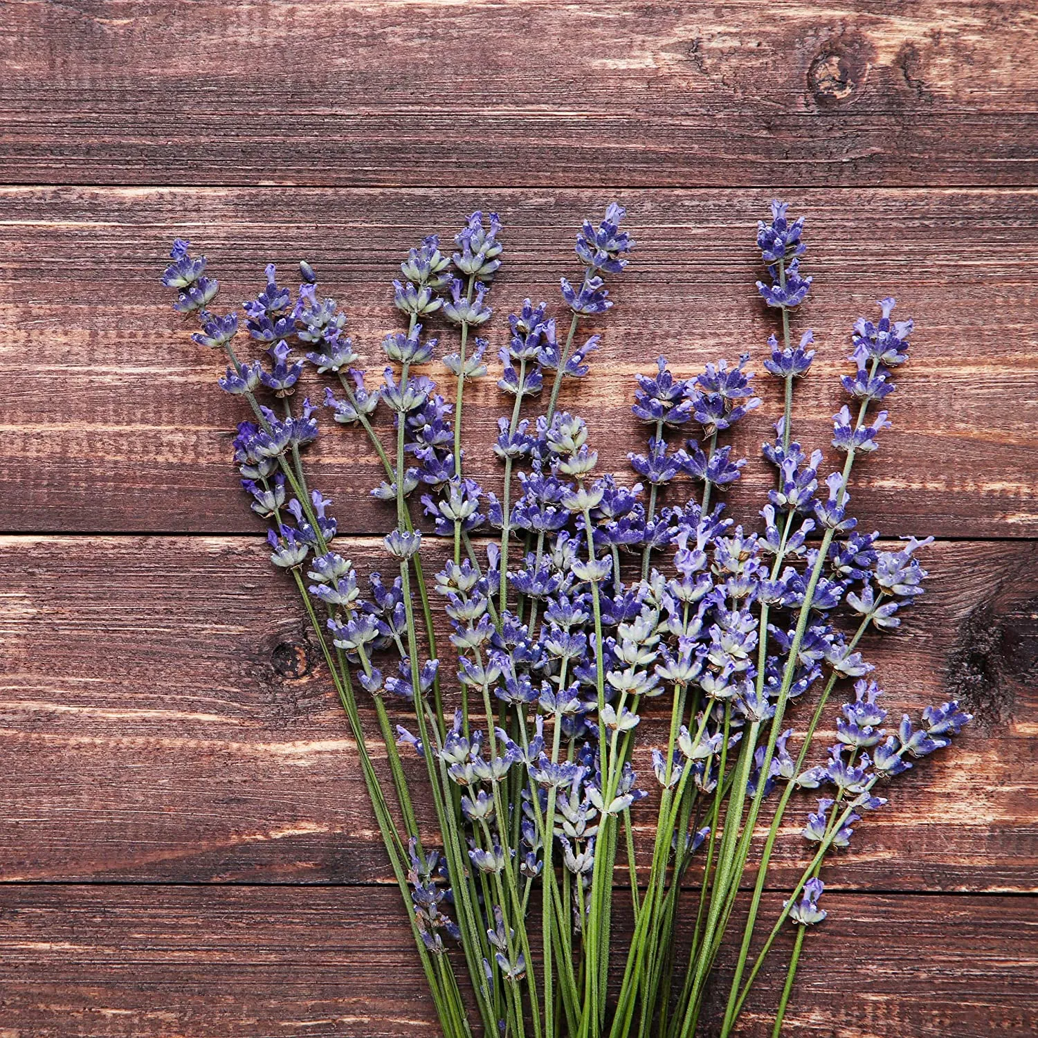 Lavender Plant Seeds: Premium Perennial Lavender Seeds for 100 Lavender Plants  Flower
