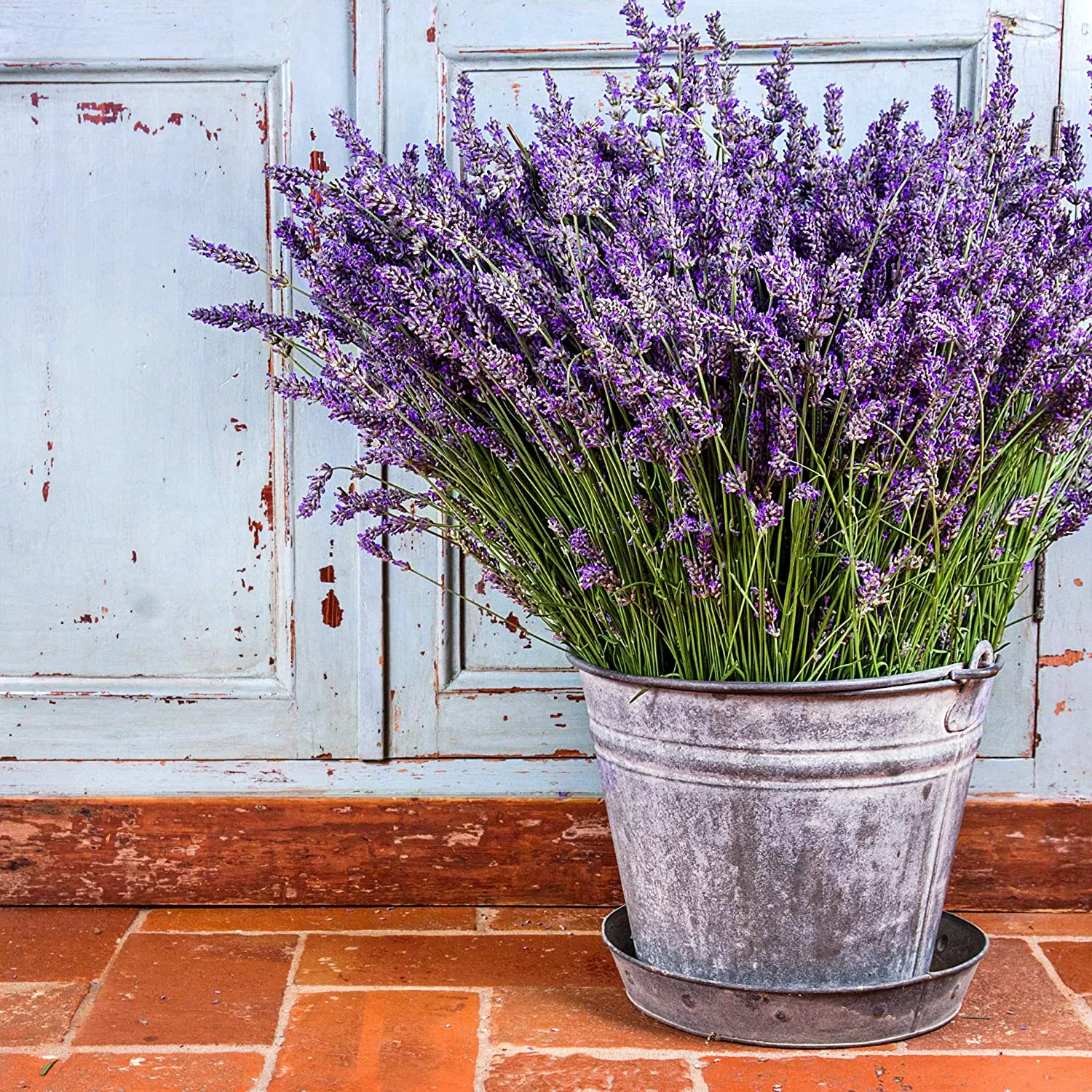 Lavender Plant Seeds: Premium Perennial Lavender Seeds for 100 Lavender Plants  Flower